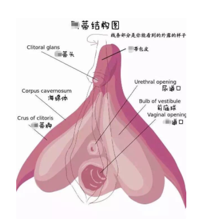 女生勃起全过程，这是可以看的吗