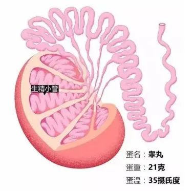 进入女性体内，没和卵子相遇的小蝌蚪去哪了