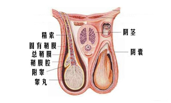 丁丁是要护好蛋蛋的事也要知道