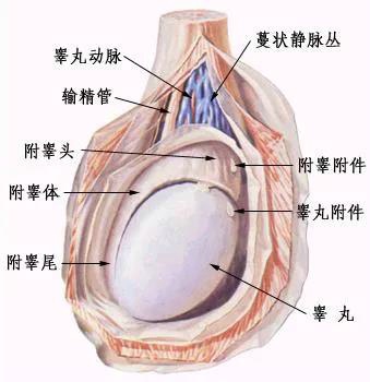 男生蛋蛋上长蚯蚓是怎么回事