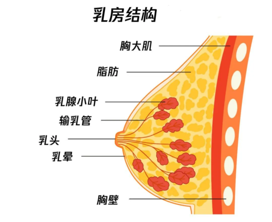 男人的胸到底是用来干嘛的