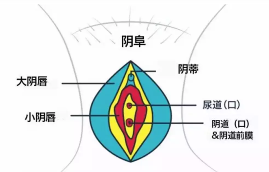 女性想要下面紧致，看这里啊