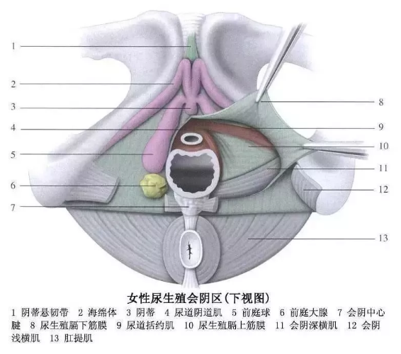 男女私处常见小疙瘩大详解