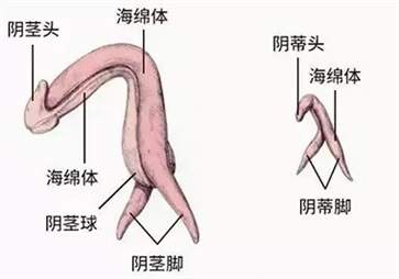 女生下面怎么找豆豆在哪 你真的了解女生的小豆豆吗?