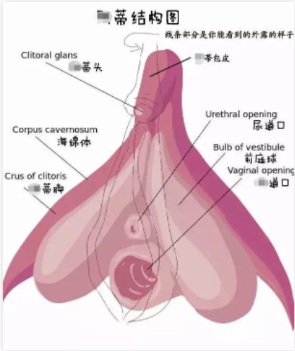 女生为什么爱夹腿