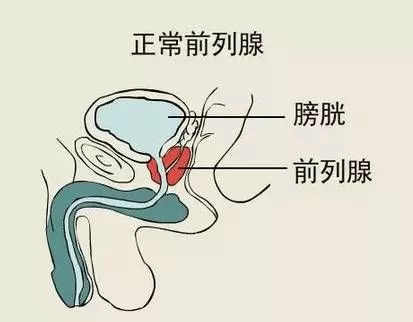 男性前列腺位置