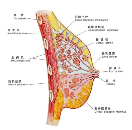 乳房悬韧带