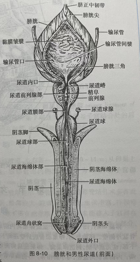 男人拉尿 器官图片