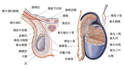 什么是蛋蛋