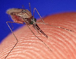 被蚊子叮会被传染艾滋病吗？